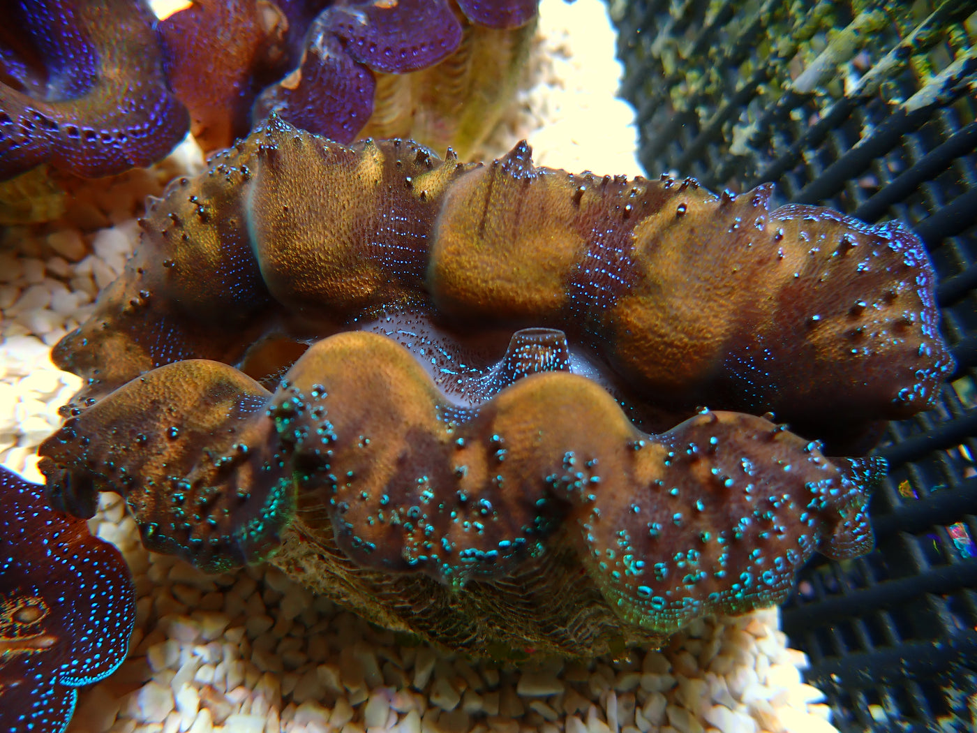 Tridacna Crocea "Gold/Blue" | WYSIWYG