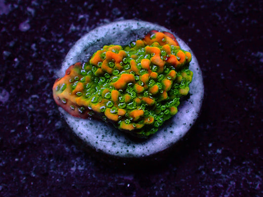 OG Goldrush Montipora | WYSIWYG