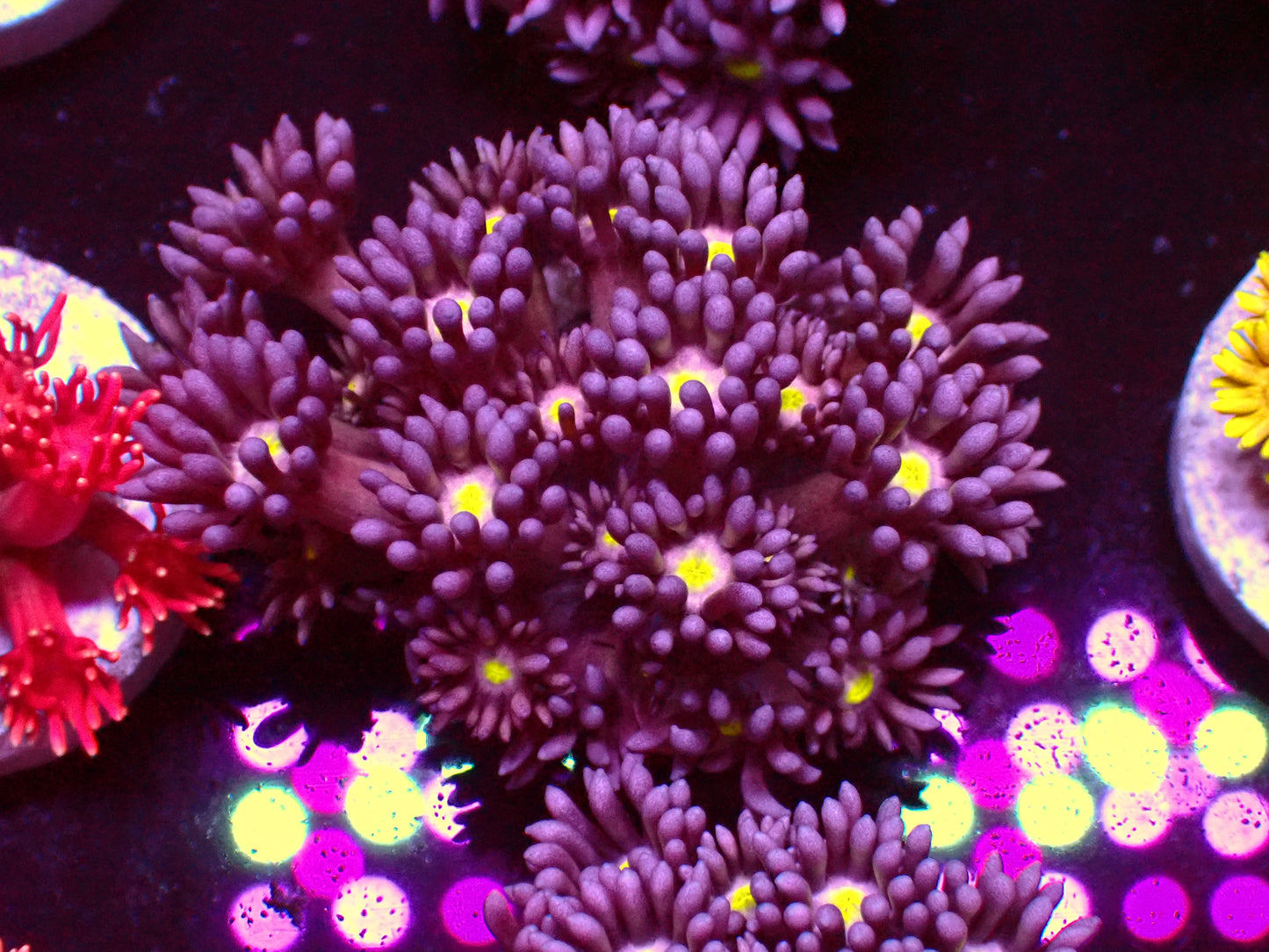 Purple Flower Yellow Center Goniopora | WYSIWYG
