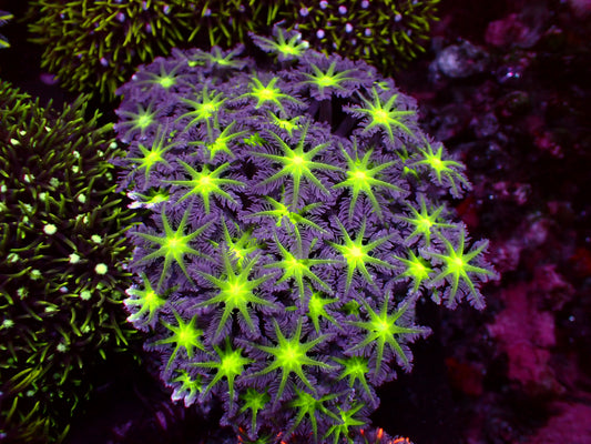 Toxic Center Clavularia | WYSIWYG