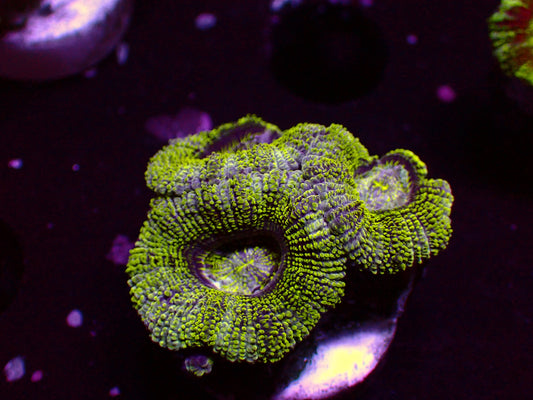 Asian Acan "Glitter" | WYSIWYG