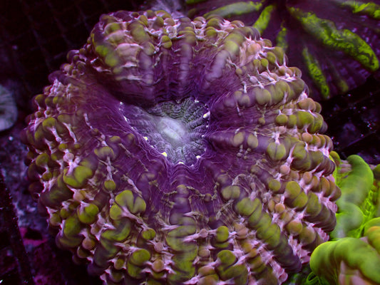 Ultra Indophyllia | WYSIWYG