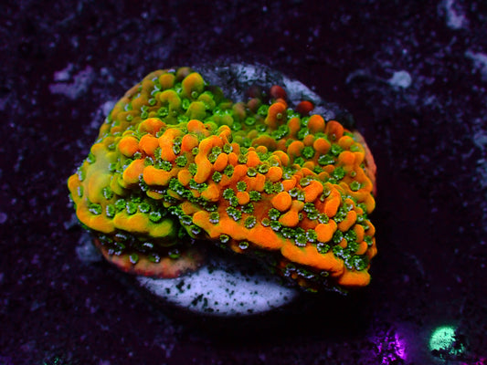 OG Goldrush Montipora | WYSIWYG