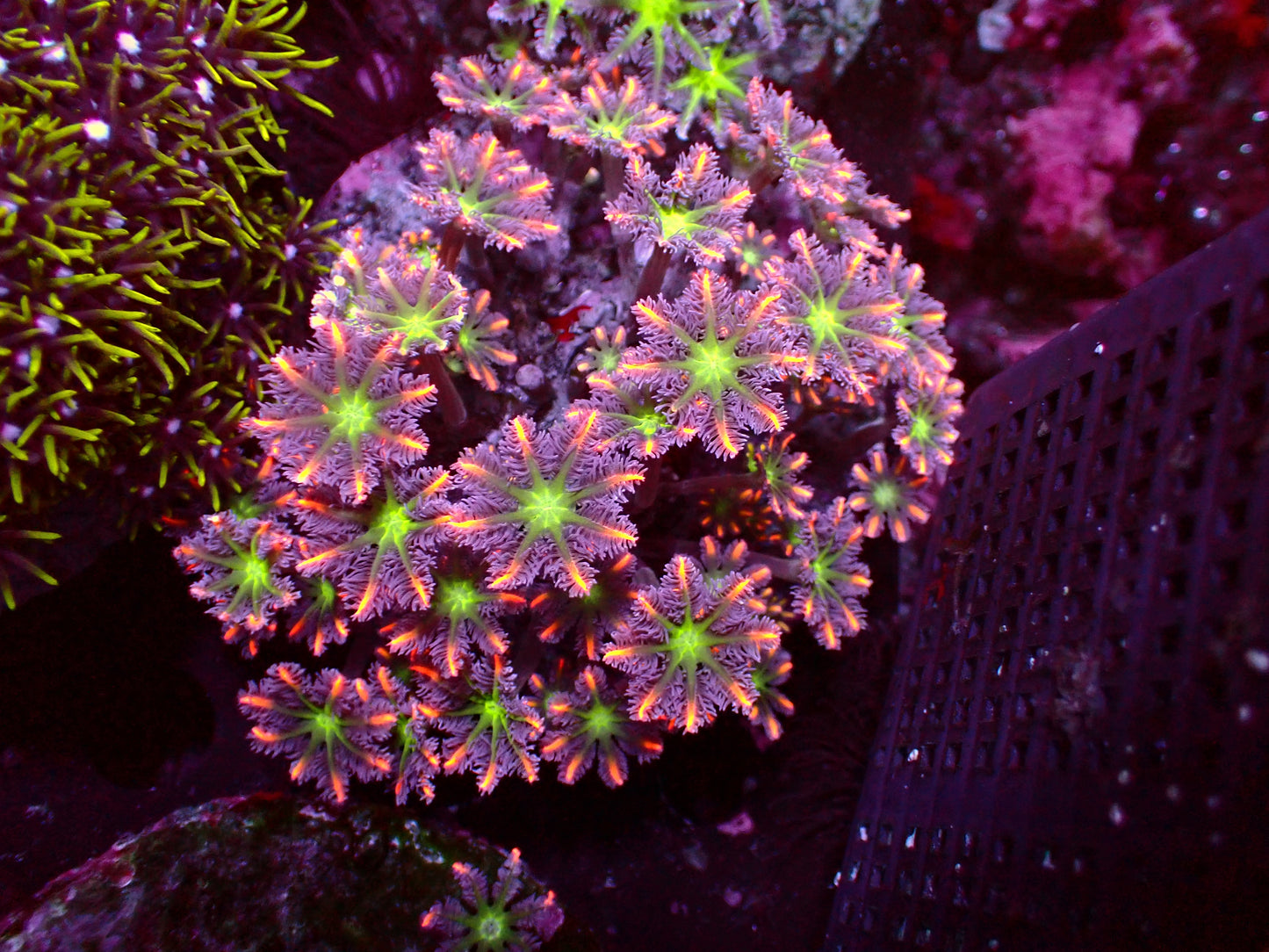 Ultra Tricolor Clavularia | WYSIWYG