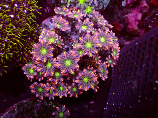 Ultra Tricolor Clavularia | WYSIWYG