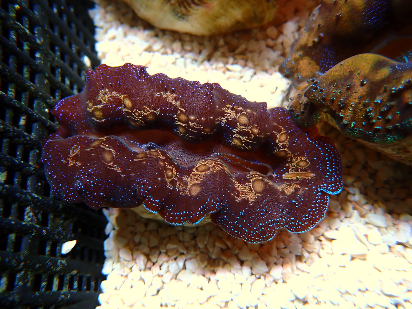 Tridacna Crocea "Gold Dots" | WYSIWYG