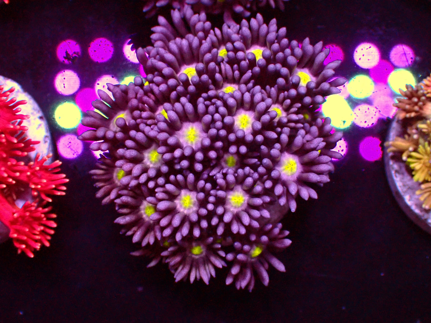 Purple Flower Yellow Center Goniopora | WYSIWYG