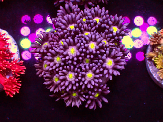 Purple Flower Yellow Center Goniopora | WYSIWYG
