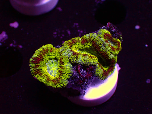 Asian Acan "Mastergrade" | WYSIWYG