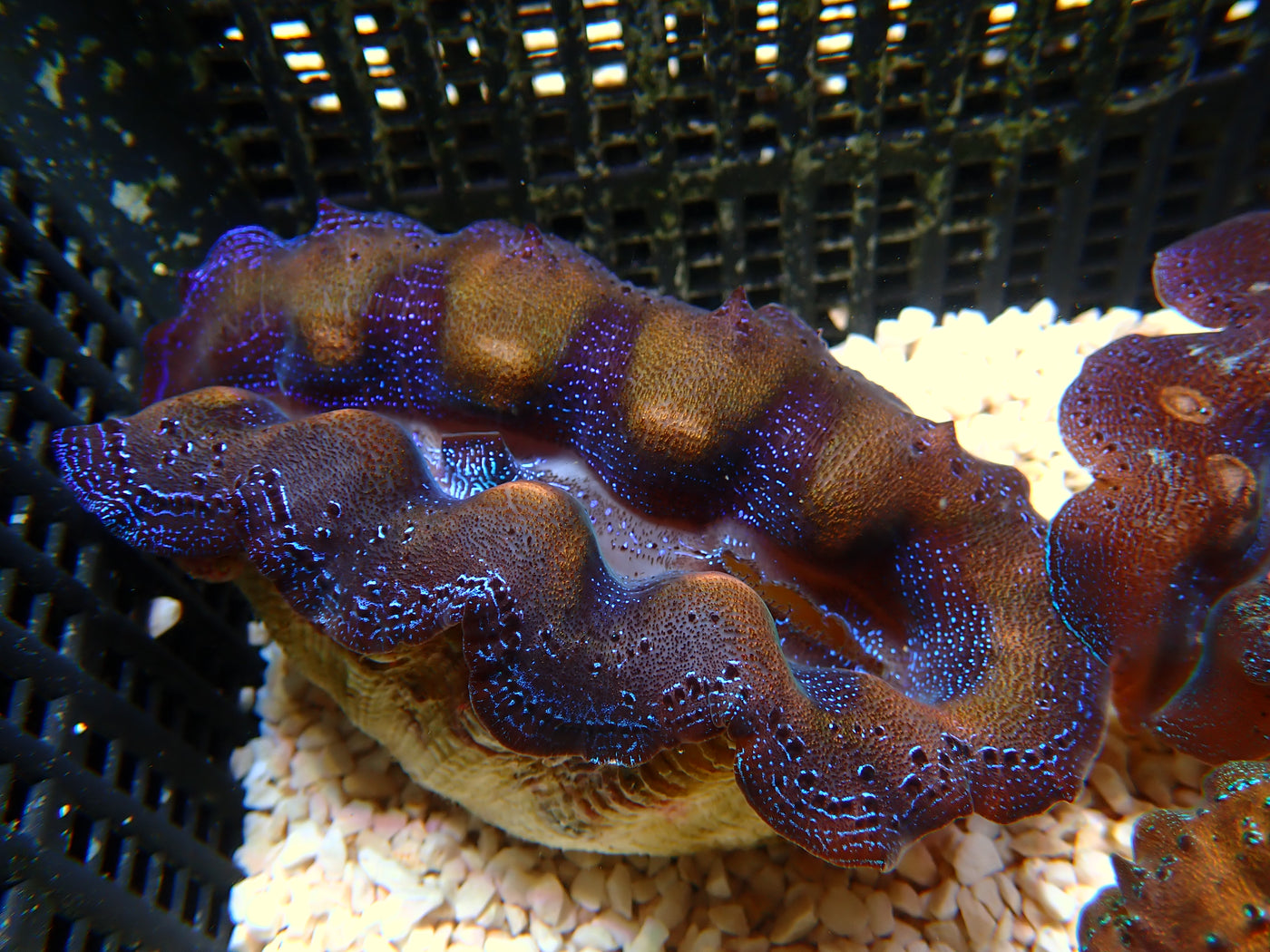 Tridacna Crocea "Gold/Blue" | WYSIWYG