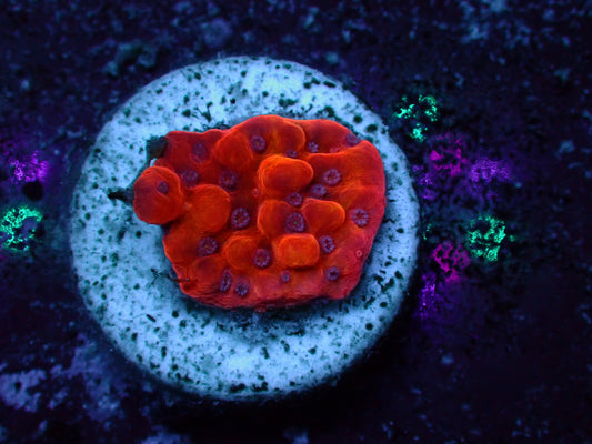 JF Flaming Phönix Montipora | WYSIWYG