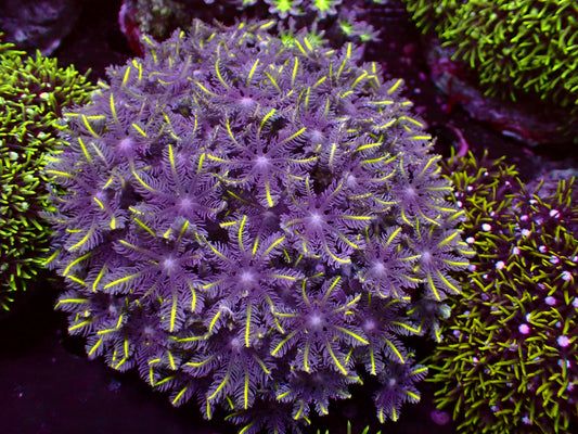 Yellow Tips Clavularia | WYSIWYG