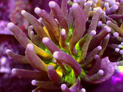 Branching Tiger Torch | WYSIWYG