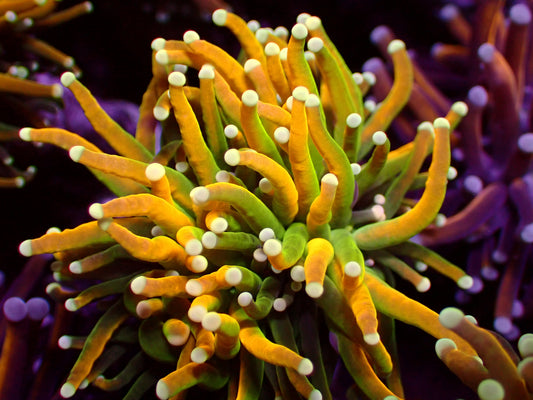 OG Banana Torch | WYSIWYG