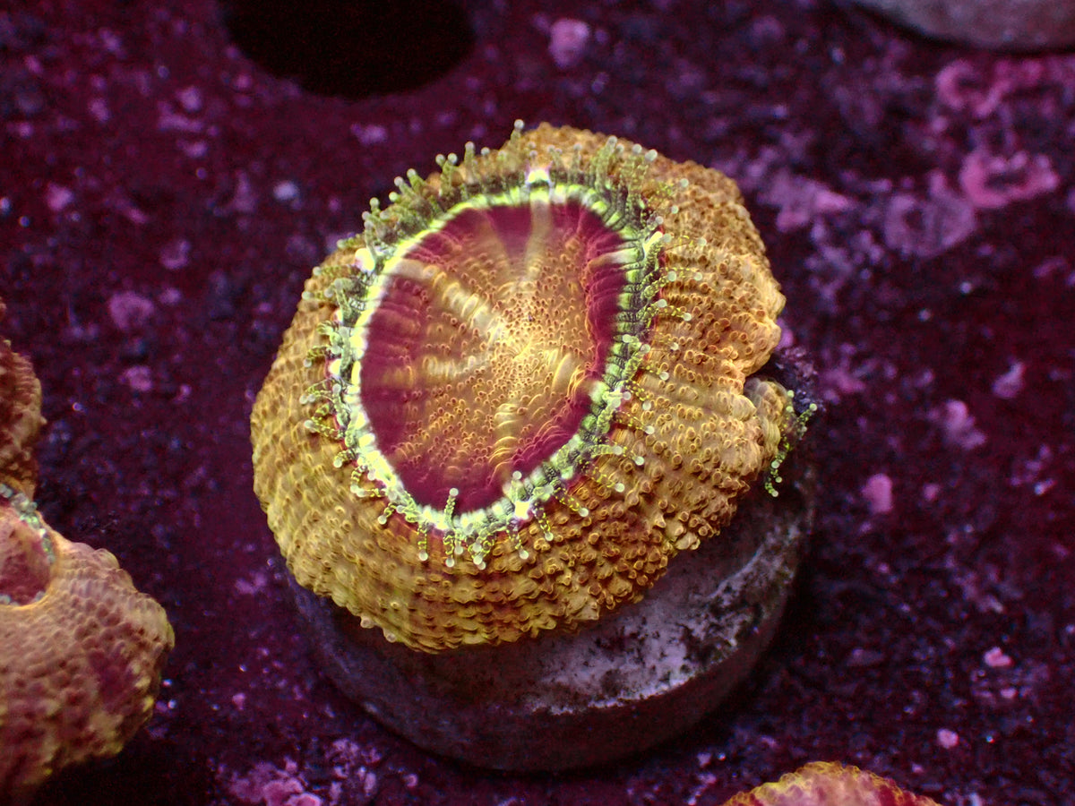 Golden Asian Acanthastrea | WYSIWYG