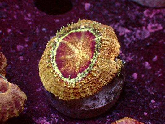 Golden Asian Acanthastrea | WYSIWYG