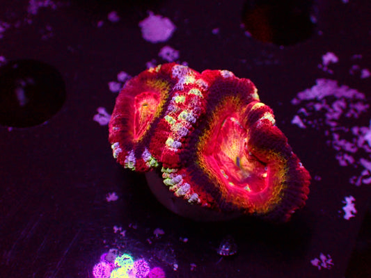 Asian Acan "Tutti Frutti" | WYSIWYG