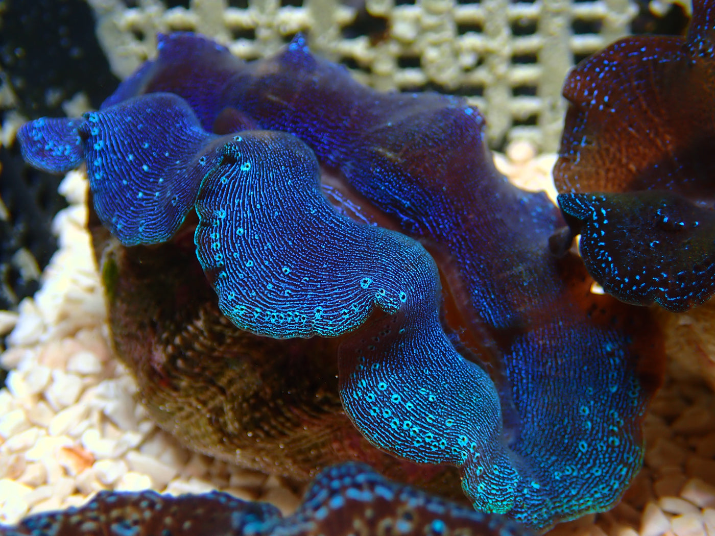 Tridacna Crocea "Royal Blue" | WYSIWYG