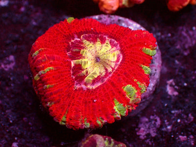 Full Red Asian Acanthastrea | WYSIWYG