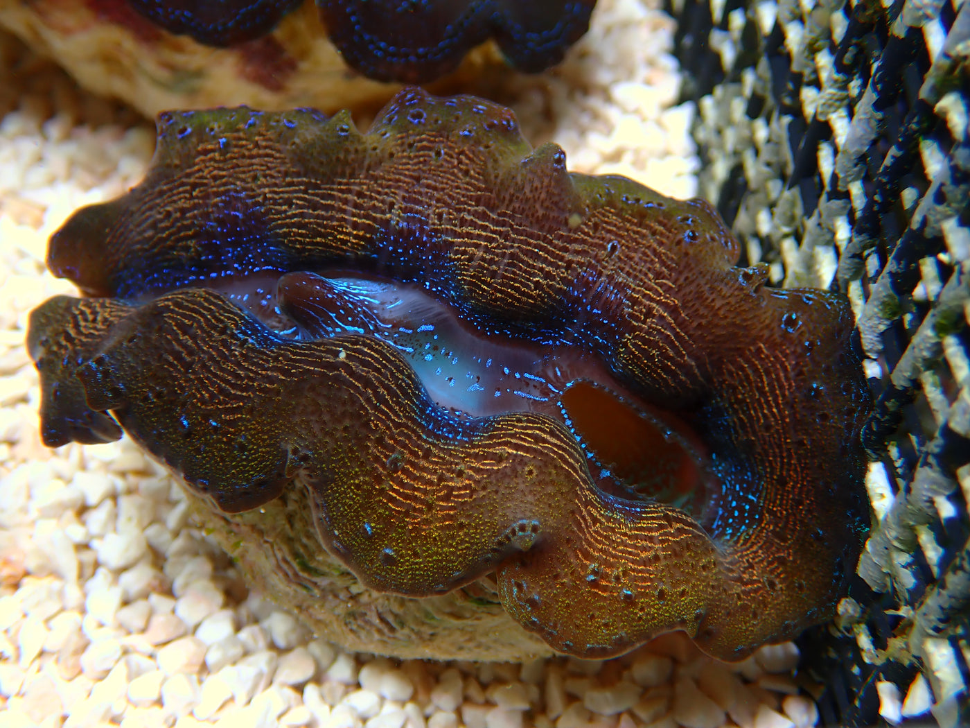 Tridacna Crocea "Golden Stripes" | WYSIWYG
