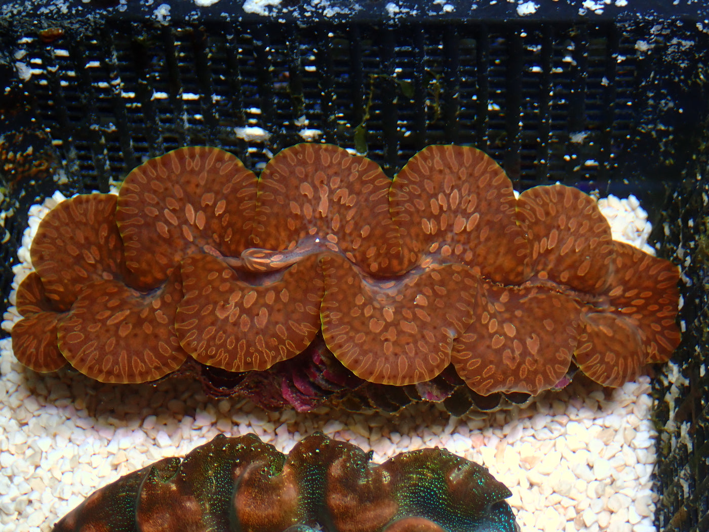 Showpiece! Tridacna Squamosa "Bronze Dream" | WYSIWYG