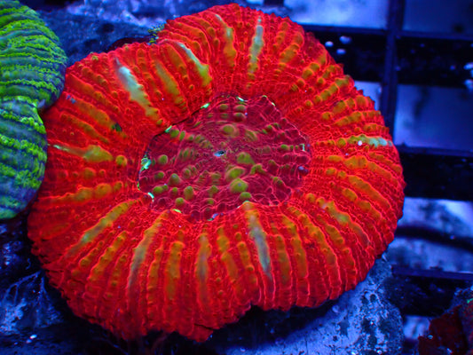 Button Scoly "Red" | WYSIWYG