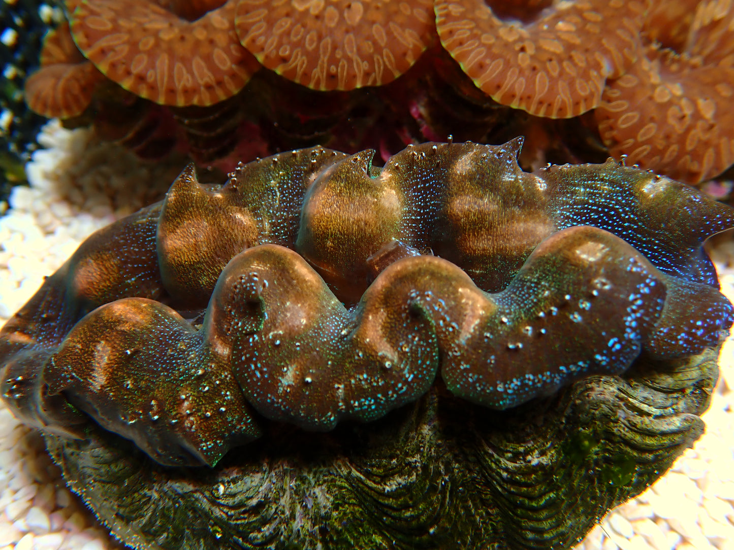 Tridacna Crocea "Gold/Blue" | WYSIWYG