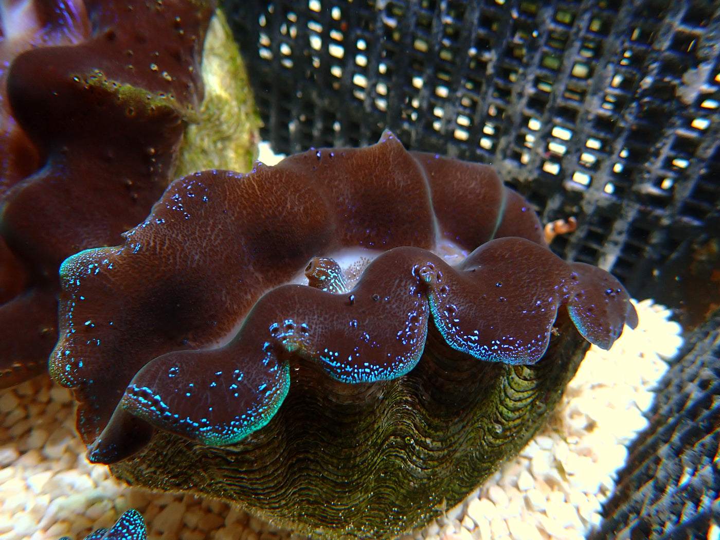 Tridacna Crocea "Special" | WYSIWYG