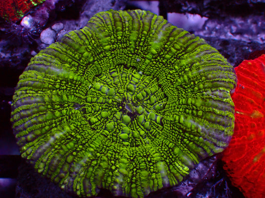 Button Scoly "Toxic Green" | WYSIWYG