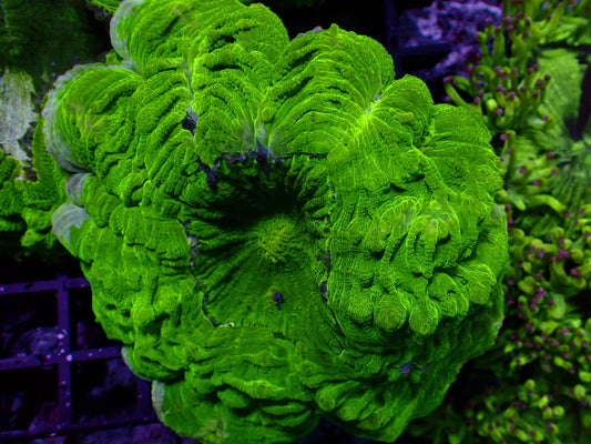Toxic Green Acanthophyllia | WYSIWYG