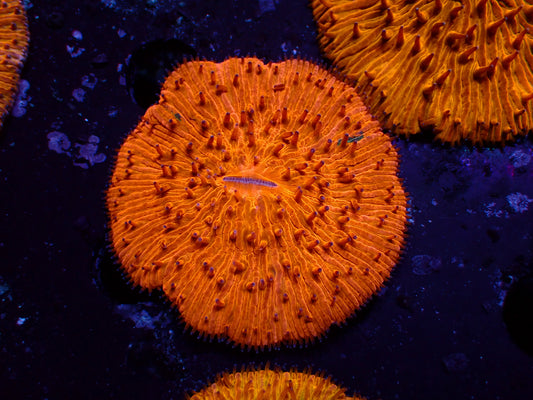 Ultra Orange Fungia | WYSIWYG
