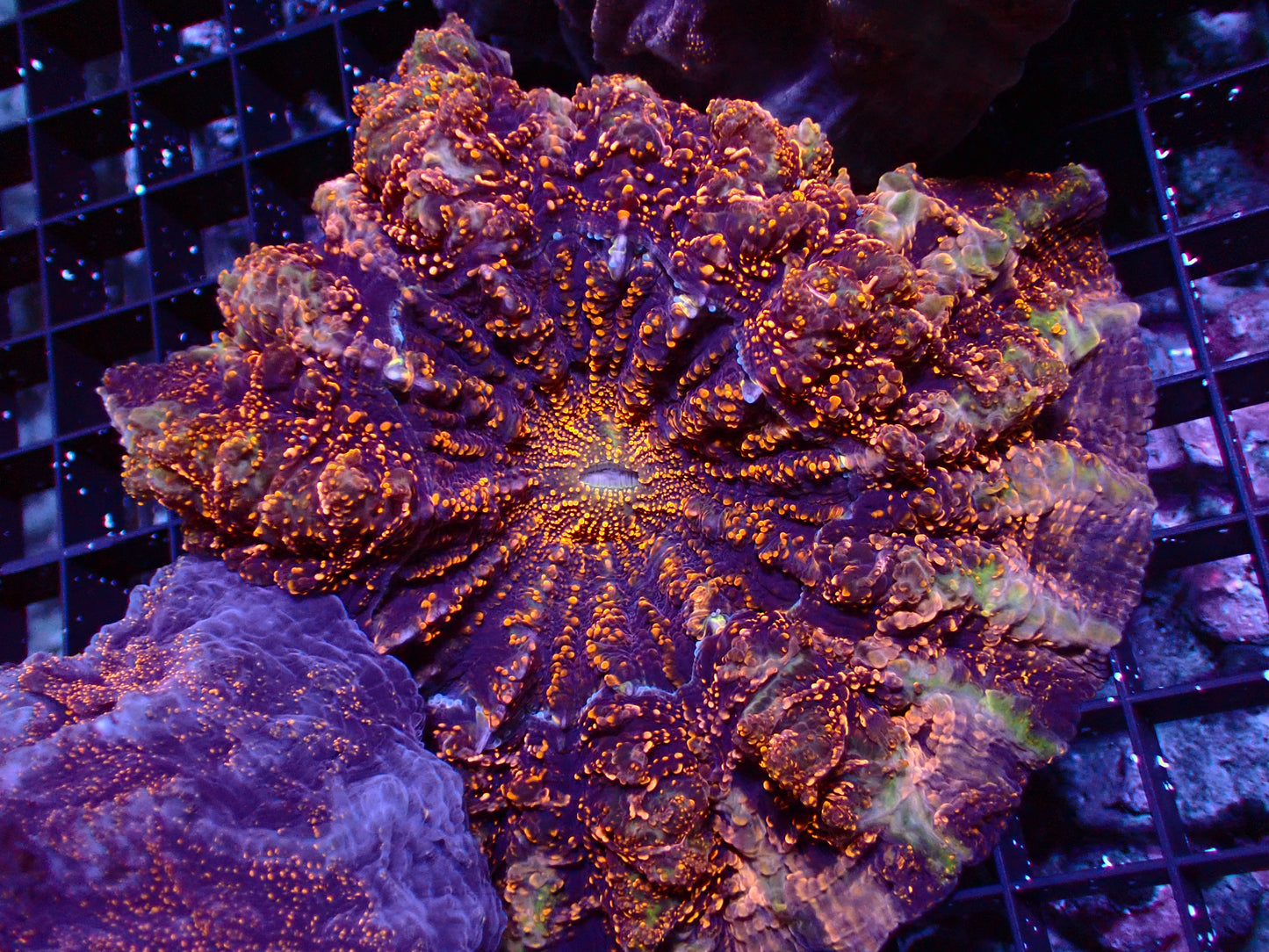 Golden Glitter Acanthophyllia | XXL