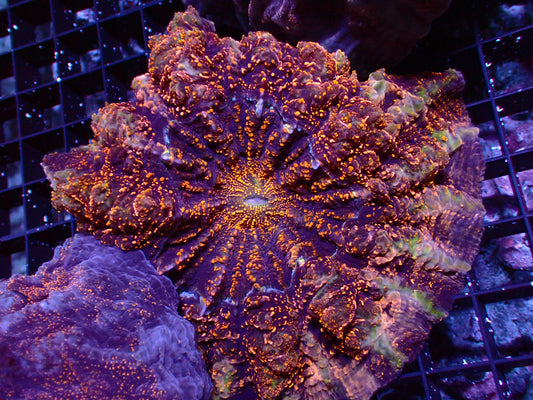 Golden Glitter Acanthophyllia | XXL