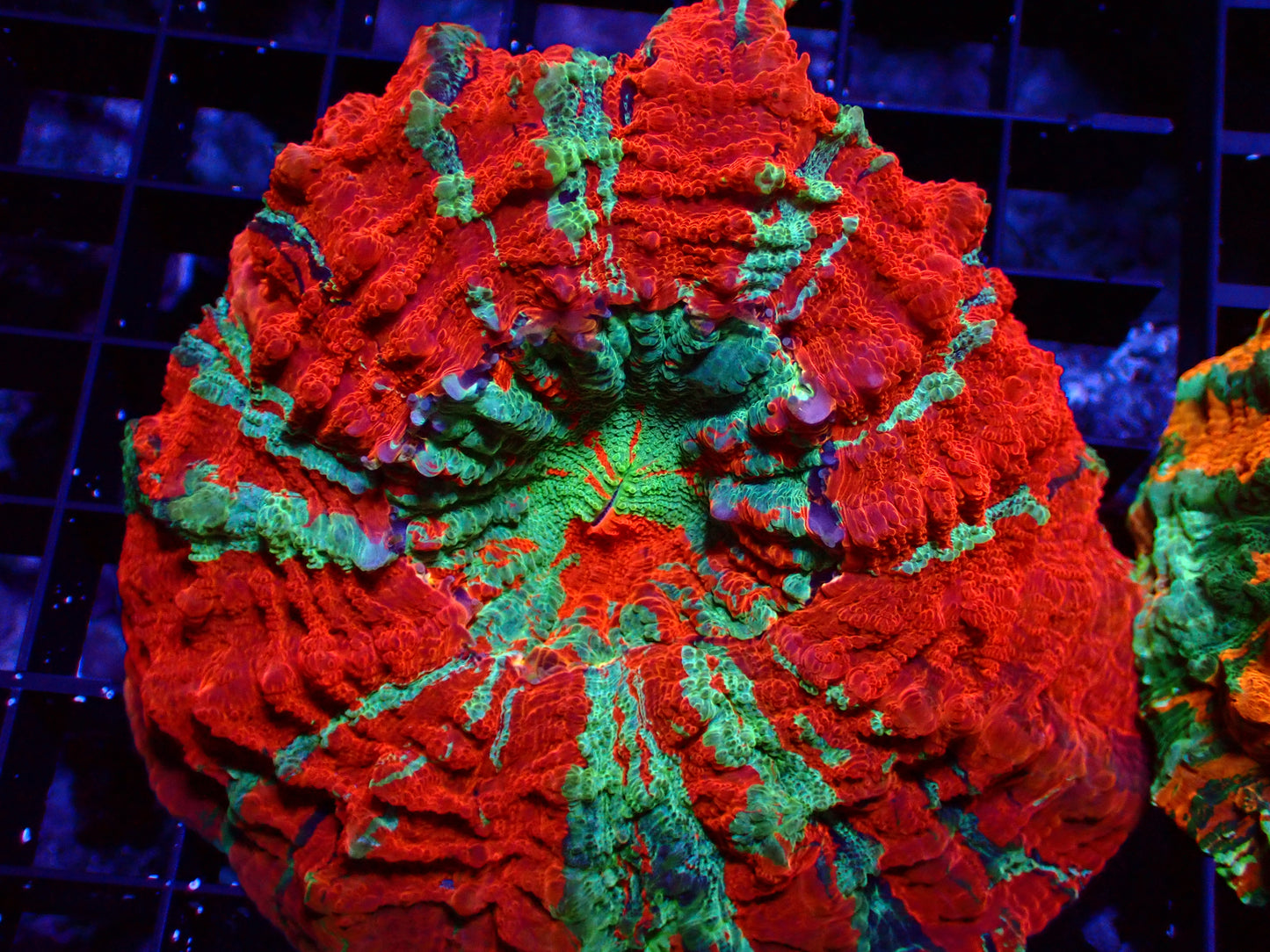 Mastergrade Acanthophyllia | WYSIWYG