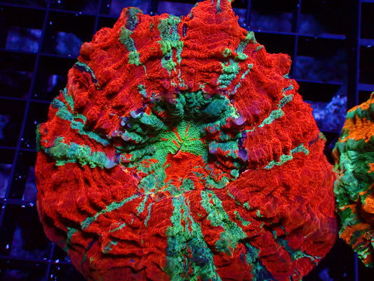 Mastergrade Acanthophyllia | WYSIWYG