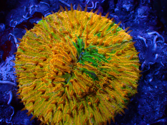 Grafted Ultra Fungia | WYSIWYG
