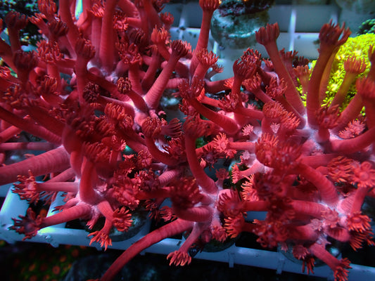 PR OG Red Grafted Goniopora | Ableger