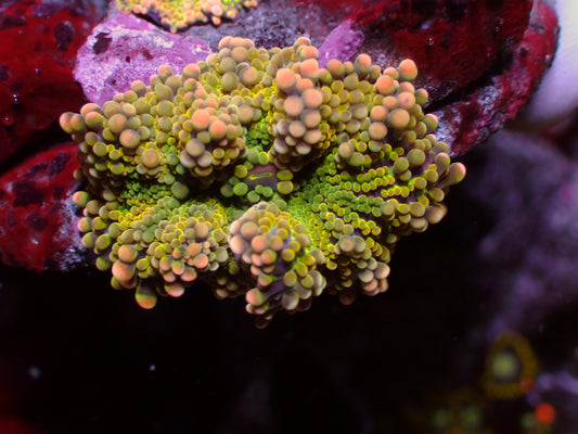 Ricordea Yuma "Ultra" | WYSIWYG