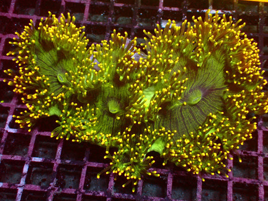 Bright Yellow Tip Catalaphyllia | WYSIWYG