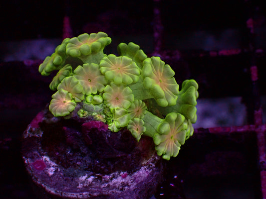 Green/Orange Center Alveopora | WYSIWYG