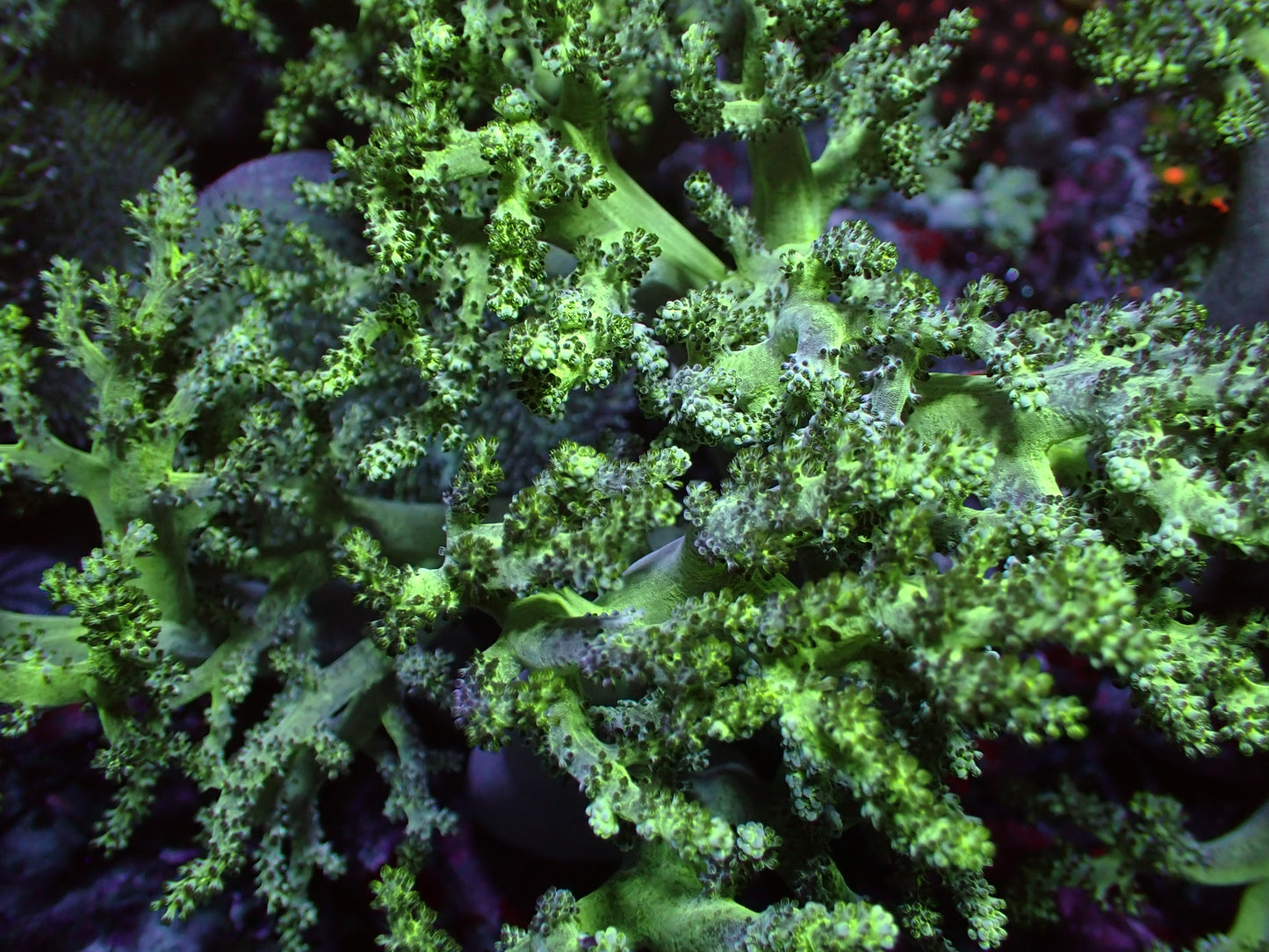 Toxic Capnella | Ableger