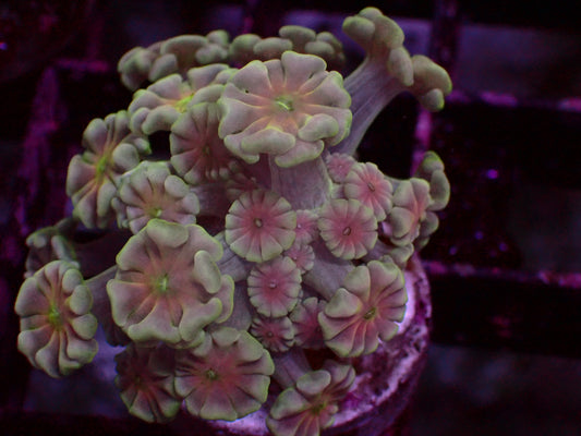 Special Center Alveopora | WYSIWYG