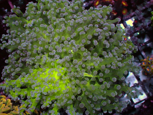 Grafted Divisa! RARE | WYSIWYG