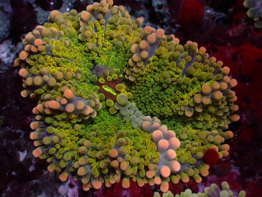 Ricordea Yuma "Ultra" | WYSIWYG