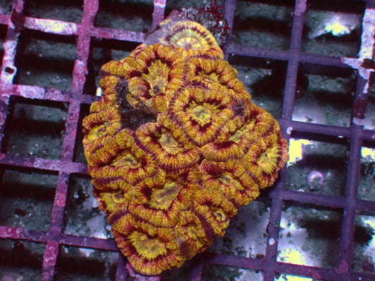 Mastergrade Asian Acan | Colony