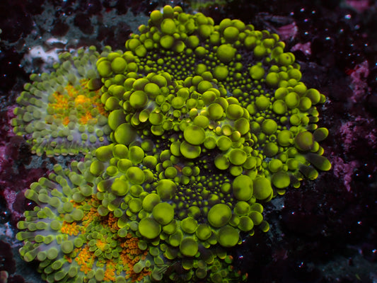 Ricordea Yuma "Ultra Mix" | WYSIWYG