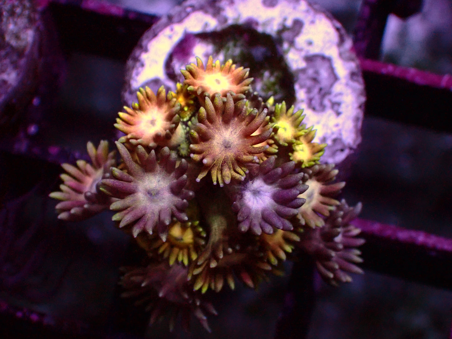 OG Rainbow Goniopora | WYSIWYG