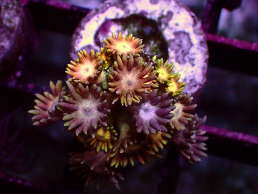 OG Rainbow Goniopora | WYSIWYG