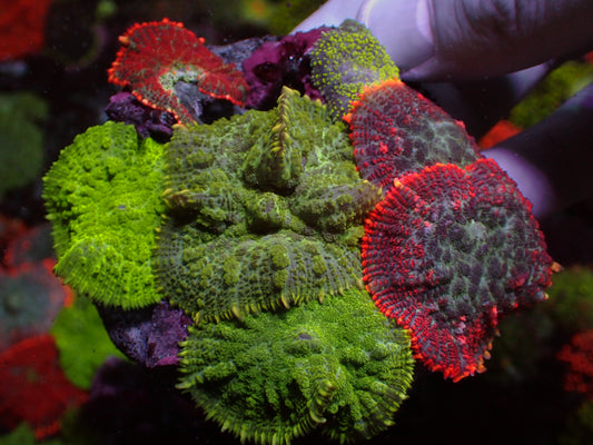 Rhodactis "Ultra Mix" | XL