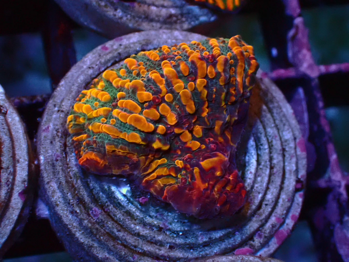 CC Cloudberry Chalice | WYSIWYG